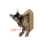 NeNe:1（個別スタンプ：8）