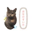 ばぶネコくーちゃん（個別スタンプ：9）