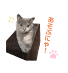 ばぶネコくーちゃん（個別スタンプ：13）