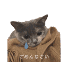 ばぶネコくーちゃん（個別スタンプ：15）