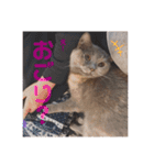 ばぶネコくーちゃん（個別スタンプ：18）