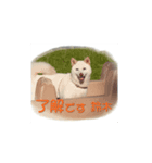 はなこ 0605（個別スタンプ：7）