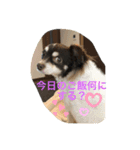 チワワのレオくん3才Part2（個別スタンプ：2）