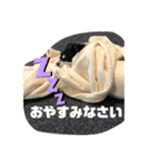 チワワのレオくん3才Part2（個別スタンプ：5）