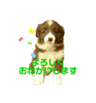 TORO 2（個別スタンプ：1）
