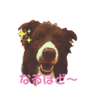 TORO 2（個別スタンプ：2）