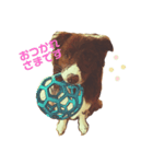 TORO 2（個別スタンプ：3）