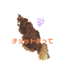 TORO 2（個別スタンプ：6）