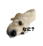 みくるのいる暮らし（個別スタンプ：3）