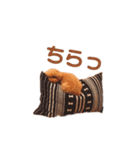 トイプードル のじょん（個別スタンプ：30）