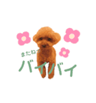 トイプードル のじょん（個別スタンプ：35）