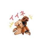 トイプードル のじょん（個別スタンプ：36）