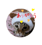 うちネコ気分（個別スタンプ：3）