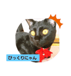 うちネコ気分（個別スタンプ：4）