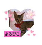 うちネコ気分（個別スタンプ：5）