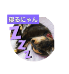うちネコ気分（個別スタンプ：6）