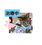 うちネコ気分（個別スタンプ：7）