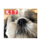 シーズー犬レン君のスタンプ（個別スタンプ：2）