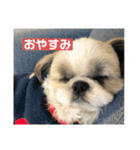 シーズー犬レン君のスタンプ（個別スタンプ：3）