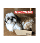 シーズー犬レン君のスタンプ（個別スタンプ：5）
