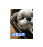 シーズー犬レン君のスタンプ（個別スタンプ：8）