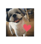 シーズー犬レン君のスタンプ（個別スタンプ：10）