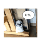 シーズー犬レン君のスタンプ（個別スタンプ：13）