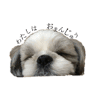 シーズー犬レン君のスタンプ（個別スタンプ：16）