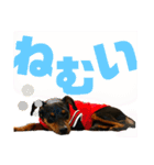 カーメロすたんぷ〜PART1〜追加編（個別スタンプ：17）