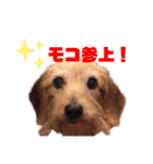 MOCO’sスタンプ（個別スタンプ：1）