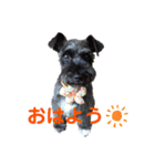 木村家のわかめ2（個別スタンプ：16）