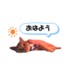 にゃんくんpart1（個別スタンプ：1）