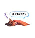 にゃんくんpart1（個別スタンプ：2）