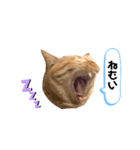 にゃんくんpart1（個別スタンプ：3）