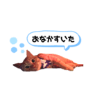 にゃんくんpart1（個別スタンプ：5）
