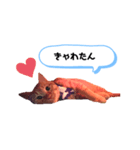 にゃんくんpart1（個別スタンプ：6）