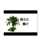 喋るドラセナ・フラグランス（個別スタンプ：1）
