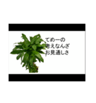 喋るドラセナ・フラグランス（個別スタンプ：2）