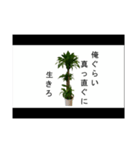 喋るドラセナ・フラグランス（個別スタンプ：4）