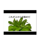 喋るドラセナ・フラグランス（個別スタンプ：5）