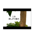 喋るドラセナ・フラグランス（個別スタンプ：7）