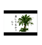 喋るドラセナ・フラグランス（個別スタンプ：8）