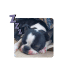 犬と猫仲良し（個別スタンプ：1）