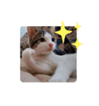 犬と猫仲良し（個別スタンプ：2）