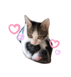 犬と猫仲良し（個別スタンプ：3）