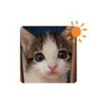 犬と猫仲良し（個別スタンプ：4）