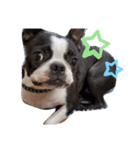 犬と猫仲良し（個別スタンプ：6）