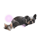 犬と猫仲良し（個別スタンプ：8）