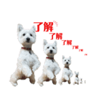 白犬ウエスティのスタンプです③（個別スタンプ：1）