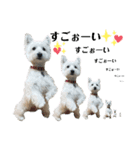白犬ウエスティのスタンプです③（個別スタンプ：2）